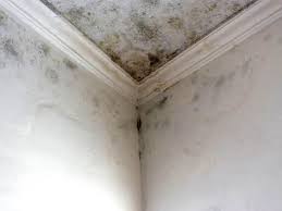  Tallapoosa, GA Mold Removal & Remediation Pros